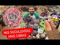 TOUR Mi colección de suculentas más COSTOSAS / EXÓTICAS