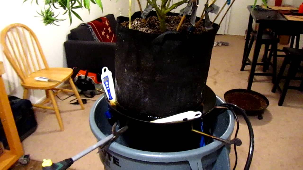 Week 13 How To Flush Your Medical Marijuana Plant Before Harvesting - Super Silver Haze