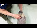 【海遊館】ワモンアザラシの赤ちゃんと換毛（2021.5.17）