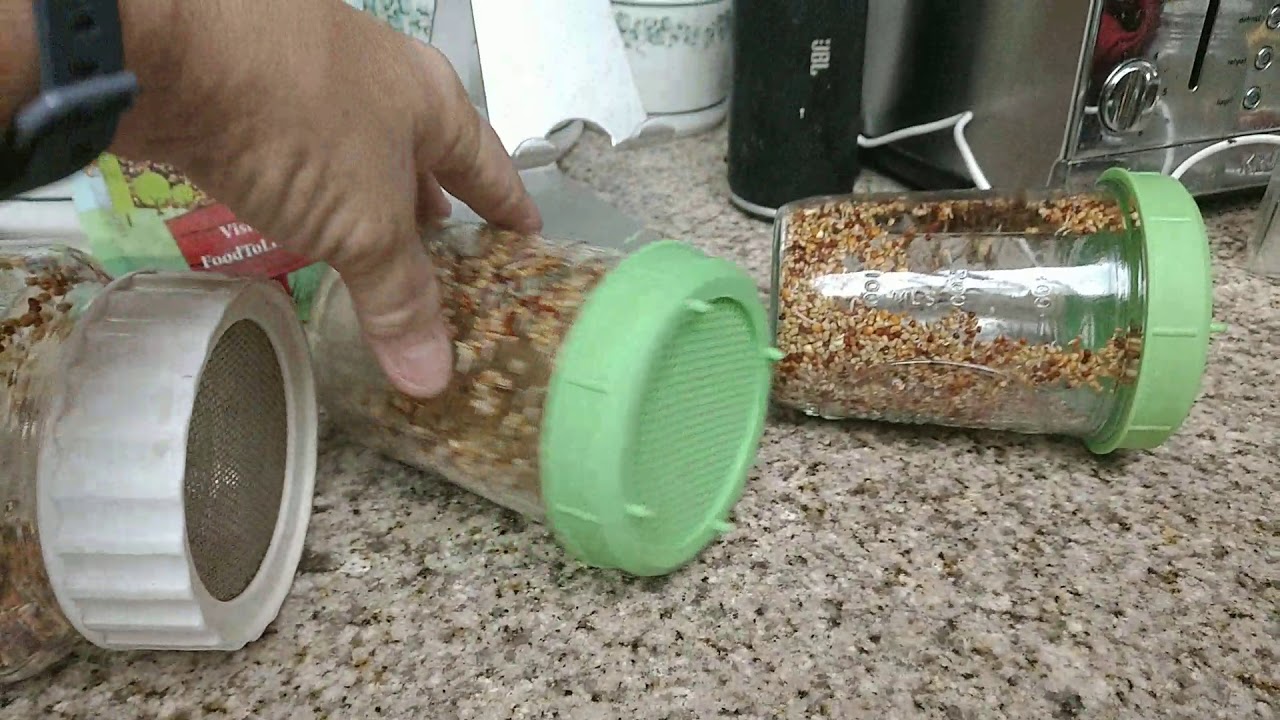 Sprouts 24 Hours Later!! Happy Thursday!! YouTube