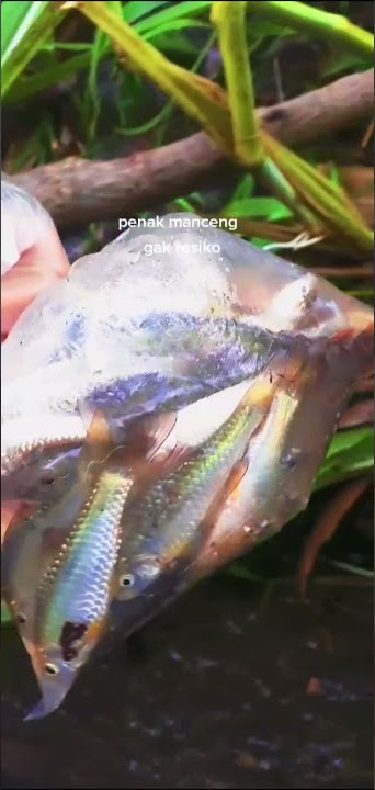 story wa 30 detik, penak mancing ra resiko, || lagu cloud bread versi iwak wader.