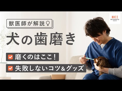 子犬の歯が生える痛みを和らげる4つの実践的ケア方法