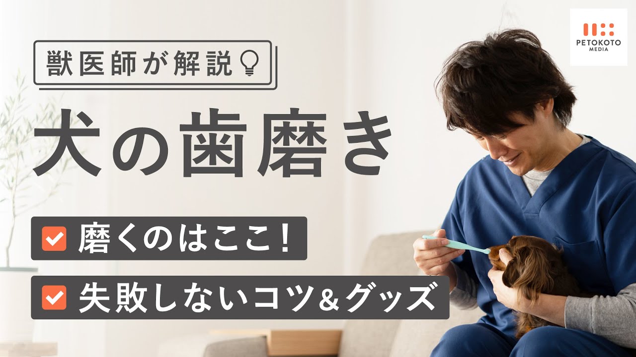 犬の歯磨き 嫌がらない磨き方のコツやおすすめグッズを獣医師が解説 デンタルケア 歯石 Youtube
