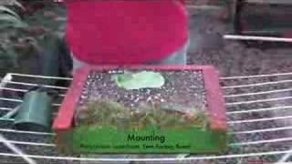 Download Lagu The Fern Factory Board Mounting Platycerium superbum MP3 Download Lagu The Fern Factory Board Mounting Platycerium superbum MP3