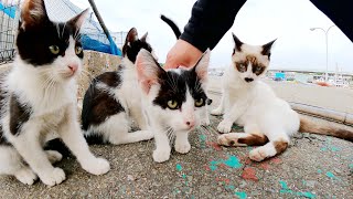 悪魔の所業！猫の親子が一家丸ごと漁港に捨てられていました