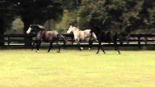 A few moments w/Sarah, Octavia and Tibet
Three sisters, Sarah (dark), Octavia (medium) and Tibet (light) at Gypsy Gold Farm in Ocala, FL USA. One, three and five years old respectively. A few moments w/Sarah, Octavia and Tibet