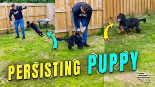 Puppy Doesn’t Want to Let Go Playing Fetch
