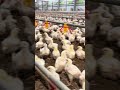 入雛14日目🐤もうこのサイズ👀