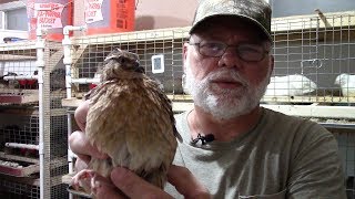 How to sex Coturnix quail - feather & vent sexing