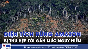 Diện tích rừng Amazon bị thu hẹp tới gần mức nguy hiểm - VNAMedia