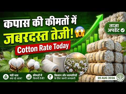 कपास की कीमतों में जबरदस्त तेजी! 😱 Cotton Rate Today 🔥 #Kapas