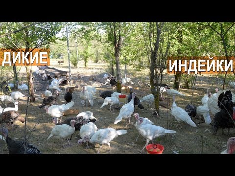 Круглогодичное содержание индеек на воле. Дикие индейки. КФХ Кирилла Жданова.