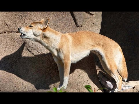 New Guinea singing dog is one RARE breed