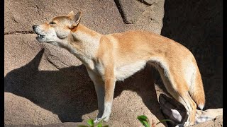 New Guinea singing dog is one RARE breed
