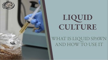 Liquid Culture: What is Liquid Spawn and How to Use It