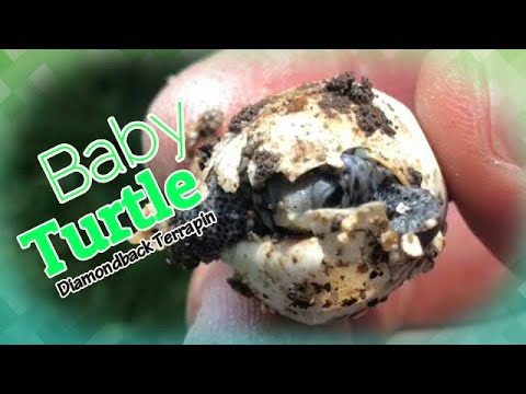 Baby Turtles Hatching Cute! Tiny Diamondback Terrapins