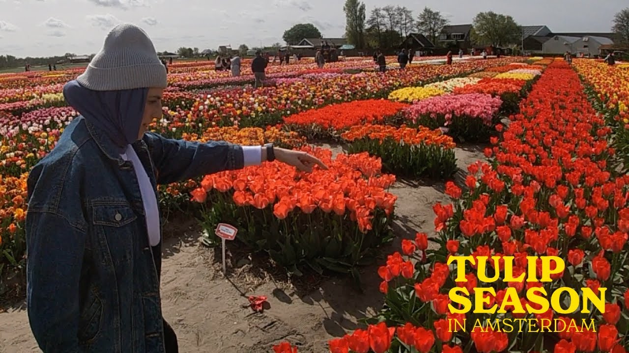 Visiting Amsterdam during Tulip season | A bucket-list item checked off