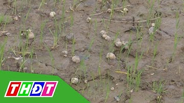 Đồng Tháp: Ốc bươu vàng hoành hành, nông dân trồng lúa lo lắng | THDT