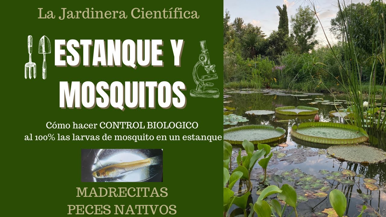 🦟💦🐟CÓMO CONTROLAR  de forma biológica las LARVAS de MOSQUITO del ESTANQUE