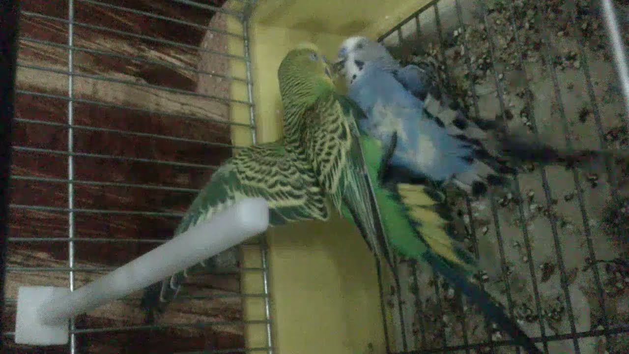 Budgies fight YouTube