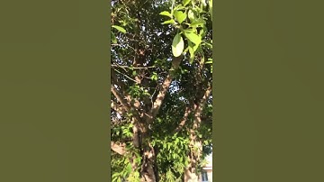 Cây Sộp tiền tỷ👈#shorts