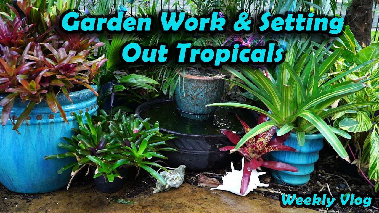 More Garden Cleaning Planting Vegetables Arranging Houseplants