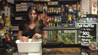 How to Set Up & Care for your Ball Python