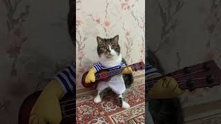 Кот играет на гитаре . А кошка завидует молча .😸