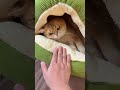 She actually used it! 😱 #shorts #cats #pets