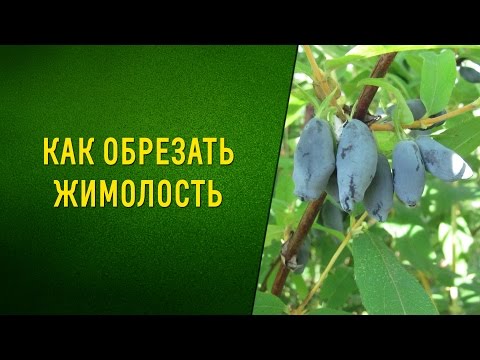 Video: Бакчылар клубу Каприфол