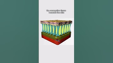 Here’s how to reduce the appearance of #cellulite ! #sculptra #venustherapy #skintightening #medspa