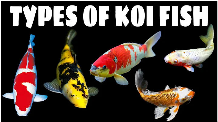 Types Of Koi Fish