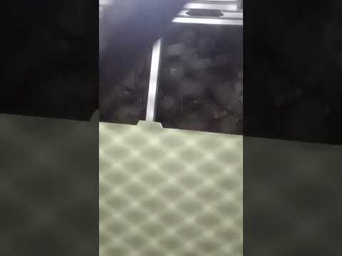 "SUARA KODOK" #shorts