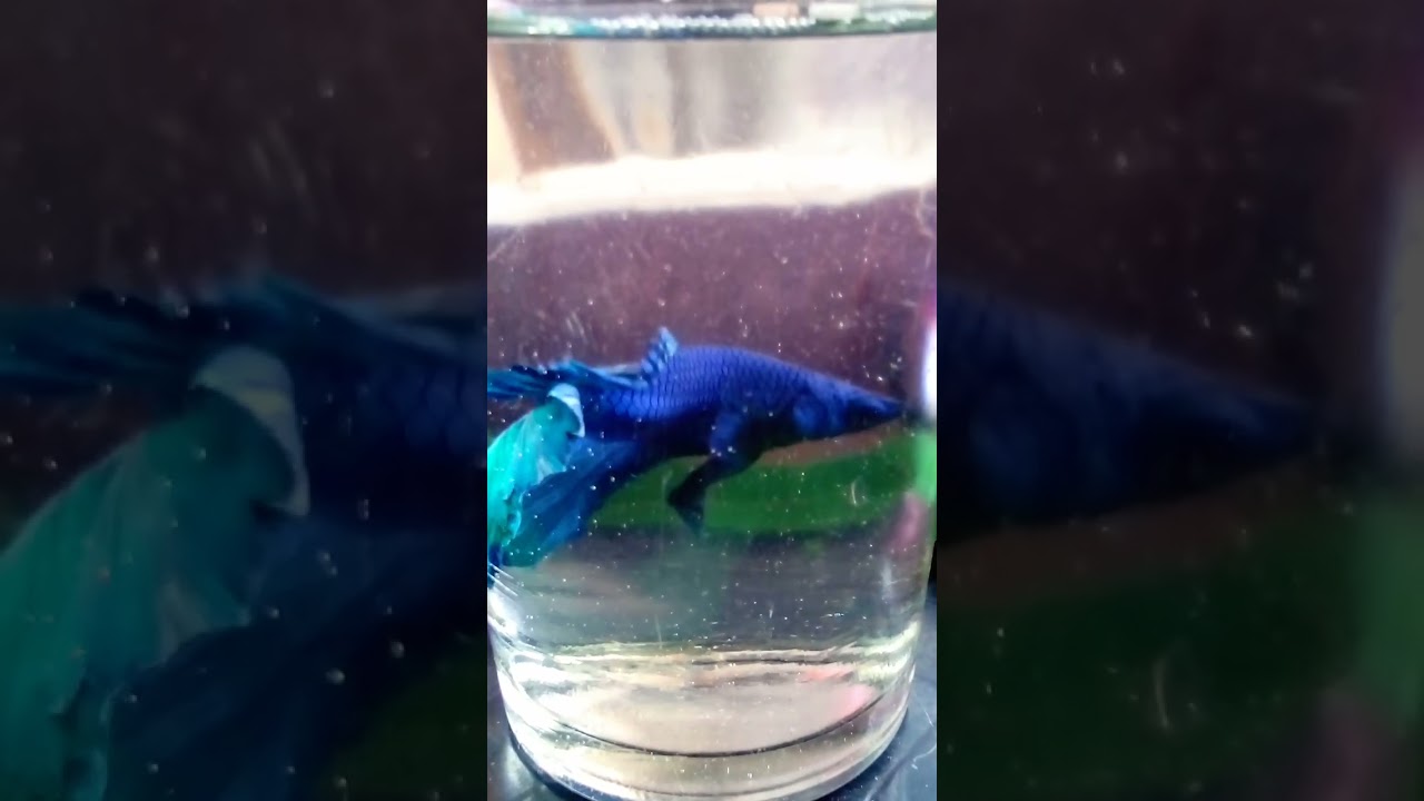 Royal blue betta