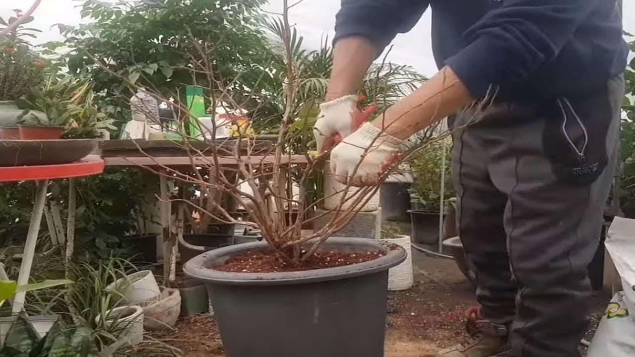 블루베리 열매 잘 열리게 하는 방법 (분갈이 쉽게 하는노하우까지 알려드려요)