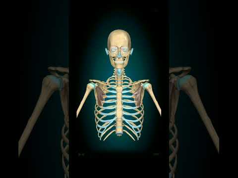 Pectoralis Minor Muscle//Action