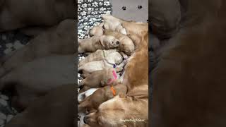 Sophie's Hungry Puppies! by Imagination Goldens 2,114 views 11 months ago 2 minutes, 43 seconds