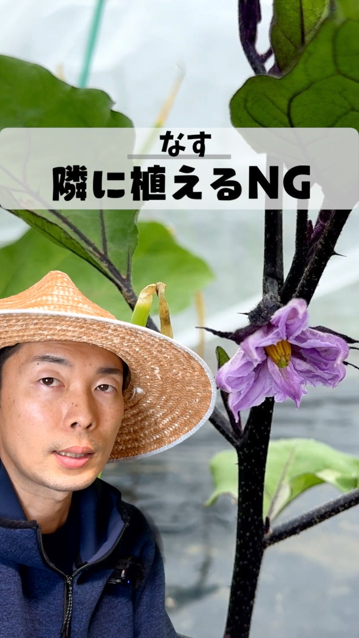 ナスの隣にこの野菜を植えると失敗します【家庭菜園】##ナス栽培 農業