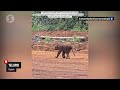 Elephant calf hurt by trap needs urgent help, say Sabah rangers