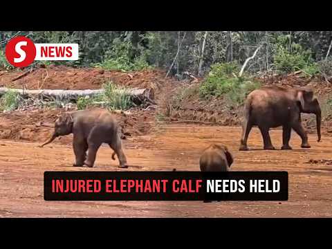 Elephant calf hurt by trap needs urgent help, say Sabah rangers