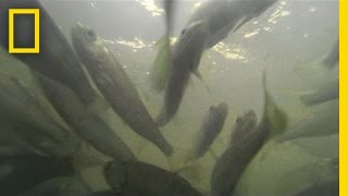 600,000 Salmon Restock River by the Truckful | National Geographic