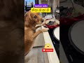 திருட்டு குட்டு  of the year #shorts #viralshort #shortsfeed #dog #pets #funny #tamil