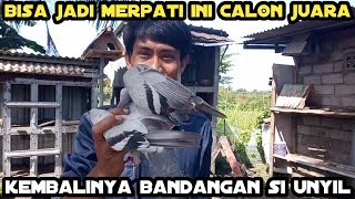 catching a super tame racing pigeon bandangan_technique for catching a bandangan using bare hands