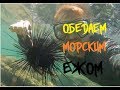 ЕДЯТ ЛИ МОРСКИХ ЕЖЕЙ - ПОДВОДНАЯ ОХОТА