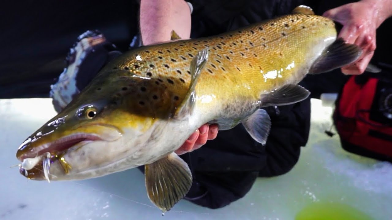 GIANT Lake Michigan Trout Milwaukee Ice Fishing YouTube