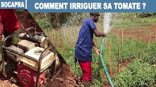 Système d'Irrigation avec Moto Pompe pour la  Culture de Tomate