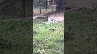 Loin Bathing #zoo#