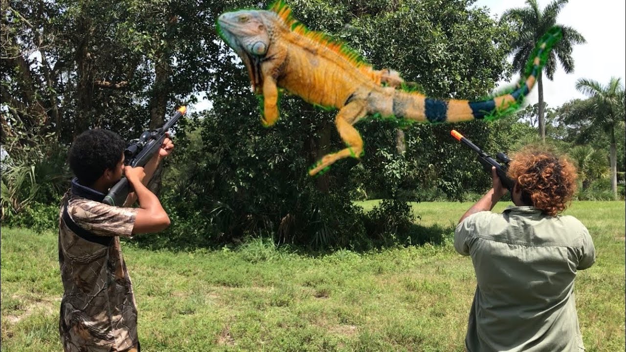URBAN AIR RIFLE IGUANA HUNTING CHALLENGE ! HOW MANY DO WE CATCH ? YouTube