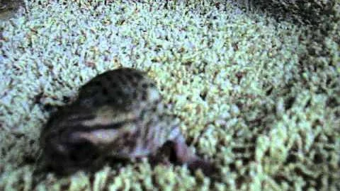 Video 3836091: serval savannah kittens, f1 savannah kitten, savannah kittens born, newborn kittens