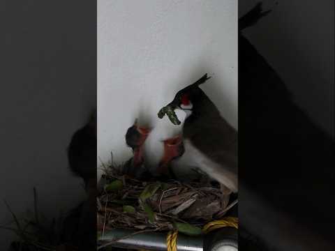 Bird Feeding Its Hungry Chicks In Nest 🐦🐣 Beautiful Moment Inside a Bird’s Nest